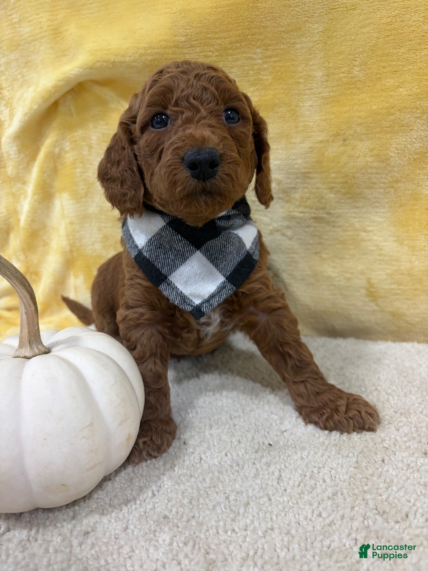Mini Goldendoodle dogs for sale: Skip - Ad 2
