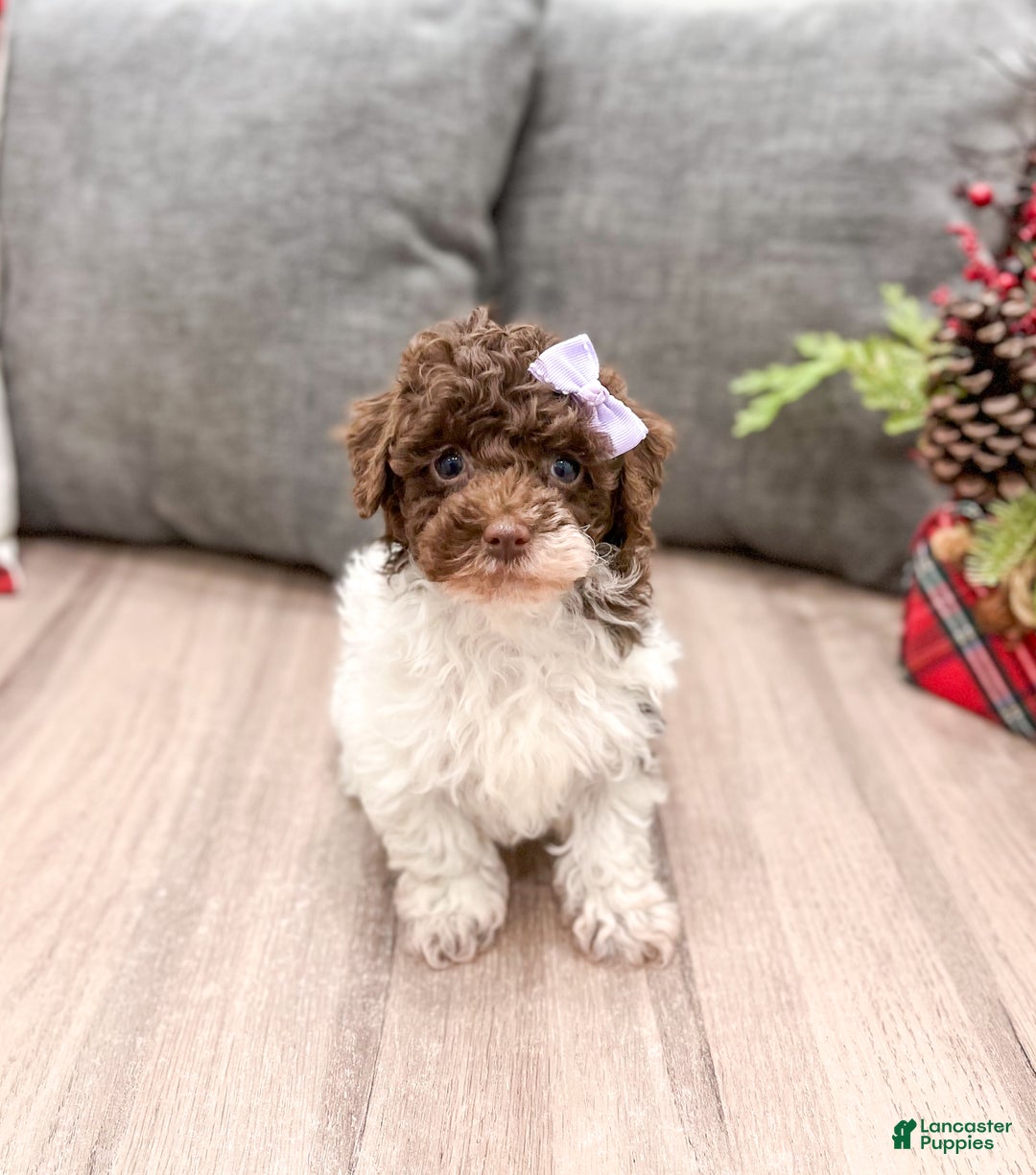Miniature Poodle dogs for sale: Jasmine - Ad 1