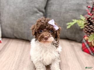 Miniature Poodle dogs for sale: Jasmine - Ad 1