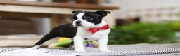 Boston Terrier dogs for sale: Winston - Ad 6