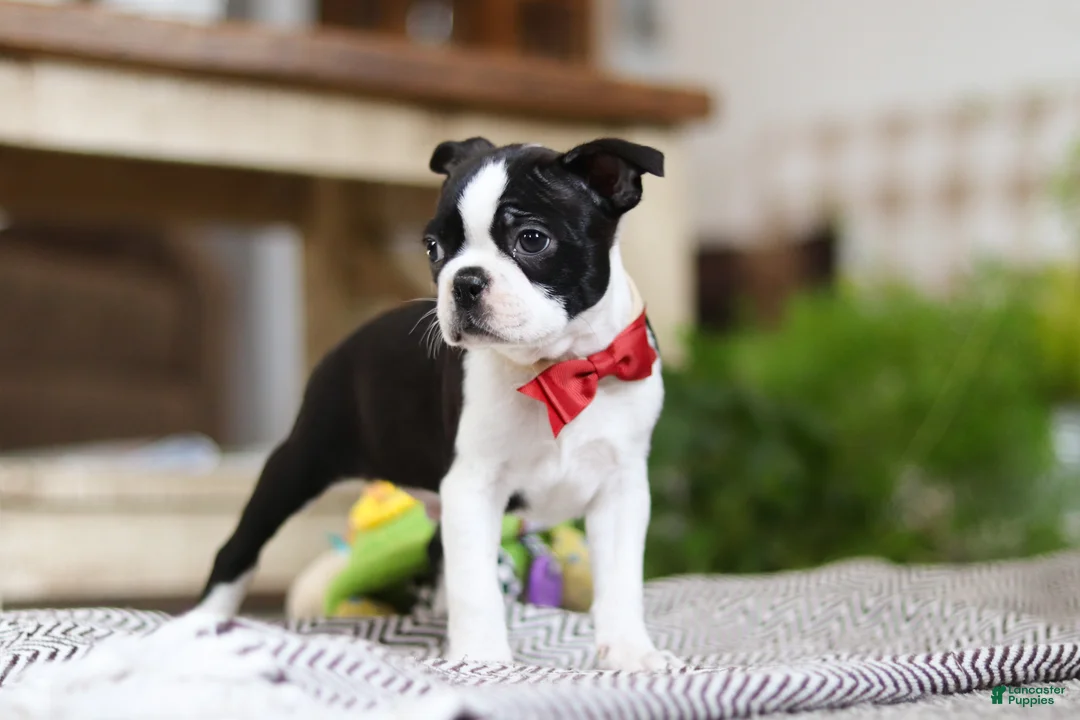 Boston Terrier dogs for sale: Winston - Ad 6