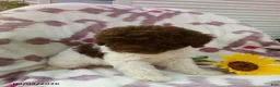 Miniature Poodle dogs for sale: Remi - Ad 3