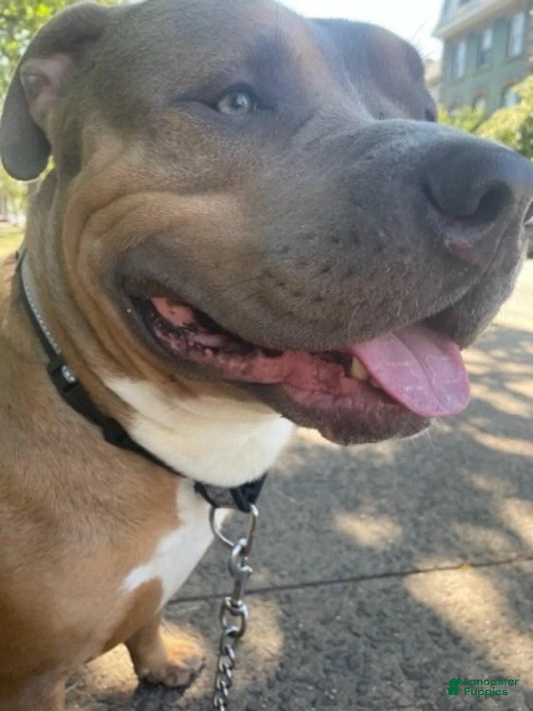 American Bully dogs for stud: Teflon - Ad 2