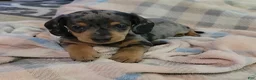 Miniature Dachshund dogs for sale: Trigger  - Ad 22