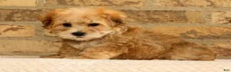 Yochon dogs for sale: Thomas - Ad 5