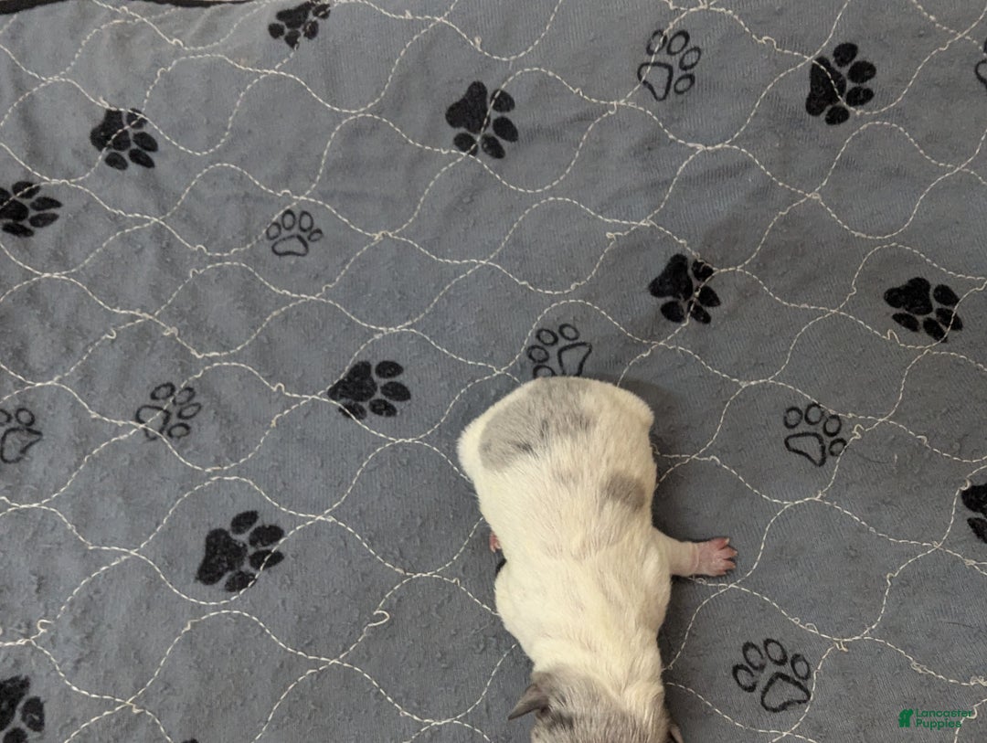 Chihuahua dogs for sale: Octavia  - Ad 3