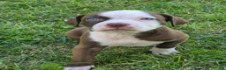 American Bully dogs for sale: Louis V - Ad 5