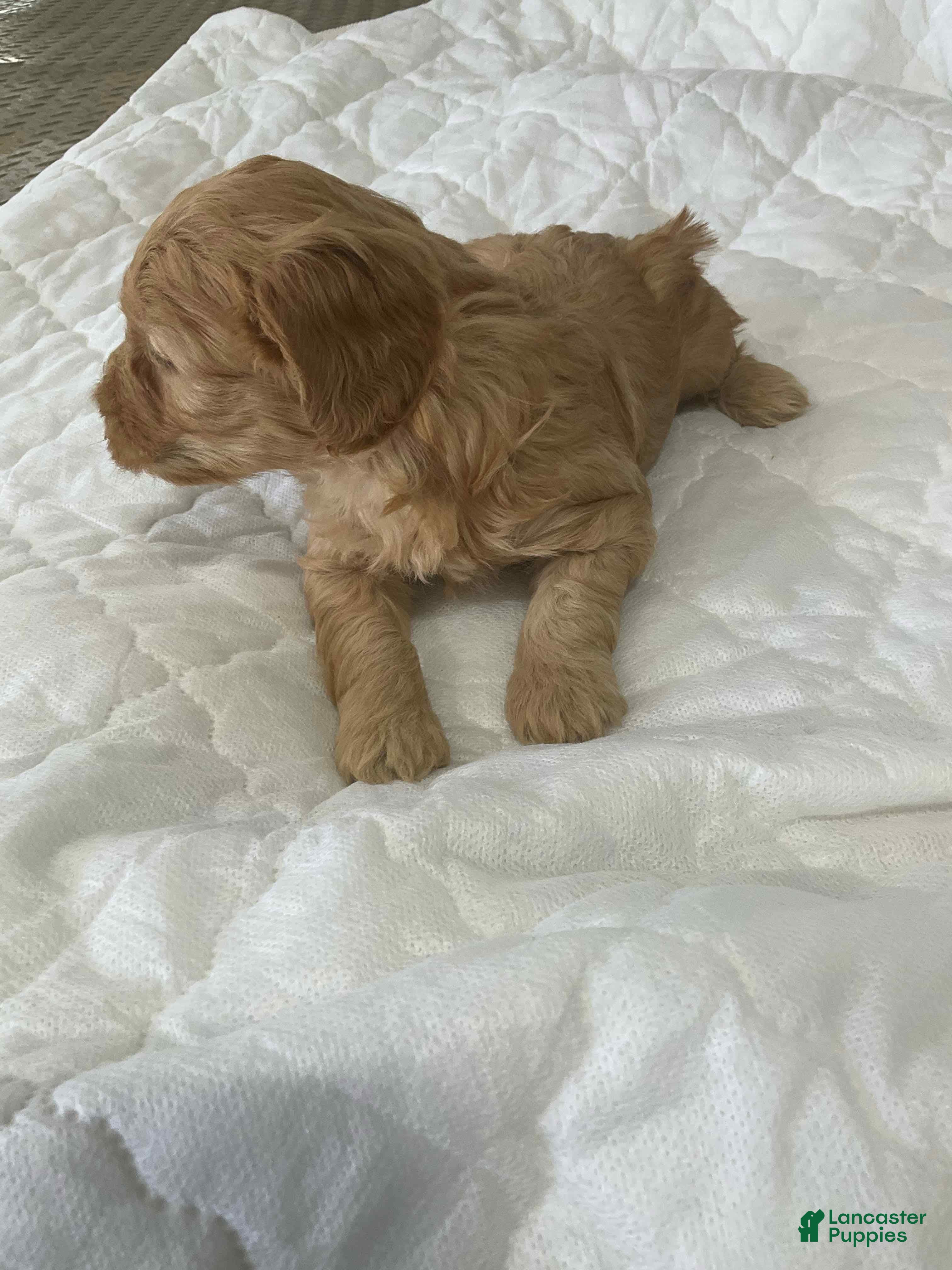 Mini Goldendoodle dogs Buddy - Ad 2
