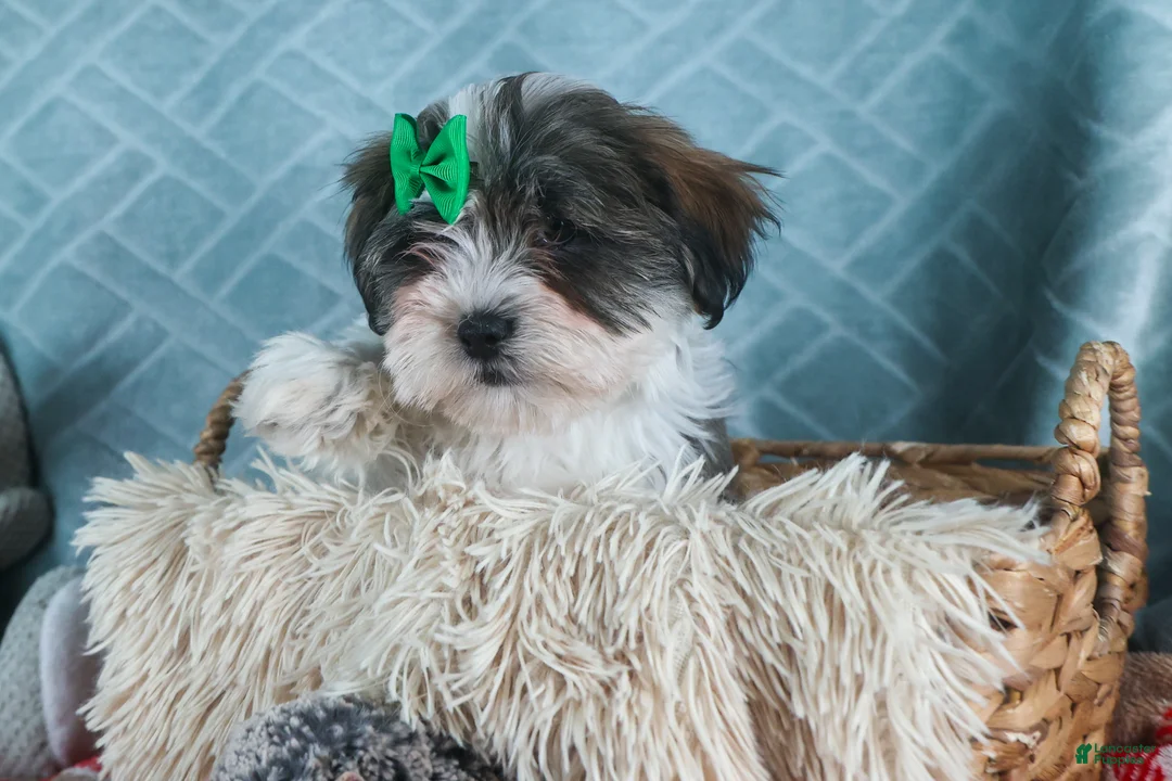 Teddy Bear dogs for sale: GUNNER - Ad 13