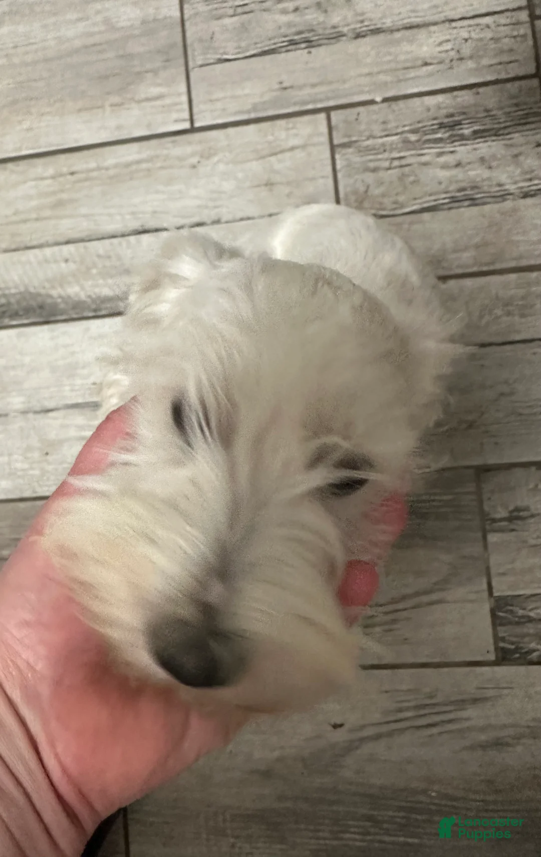 Miniature Schnauzer dogs for sale: Chester - Ad 2