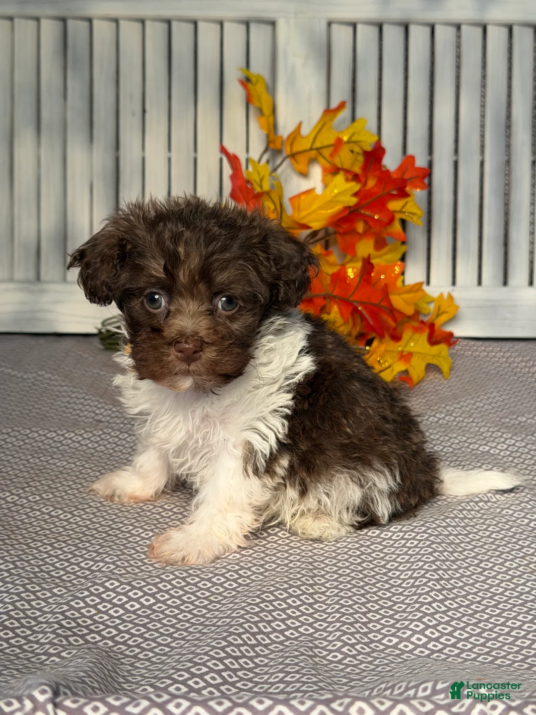 Havapoo dogs for sale: Kyle - Ad 2