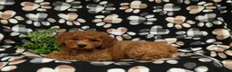 Miniature Poodle dogs for sale: Sanborn - Ad 4