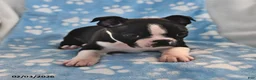 Boston Terrier dogs for sale: Josie - Ad 4