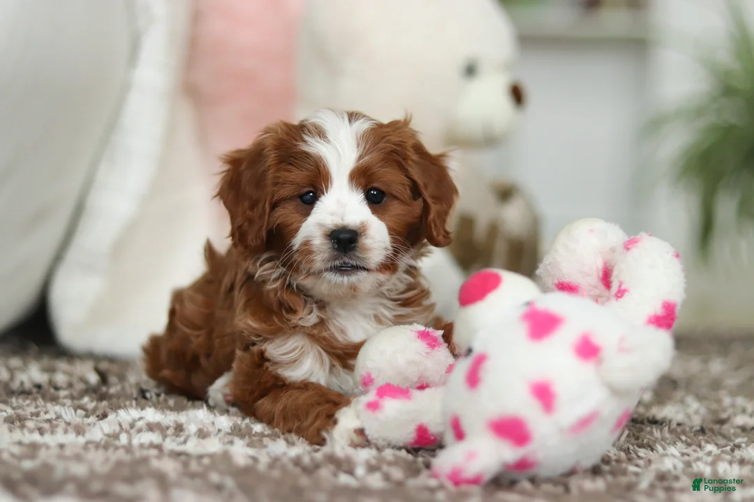 Cavapoo dogs for sale: Angela - Ad 2