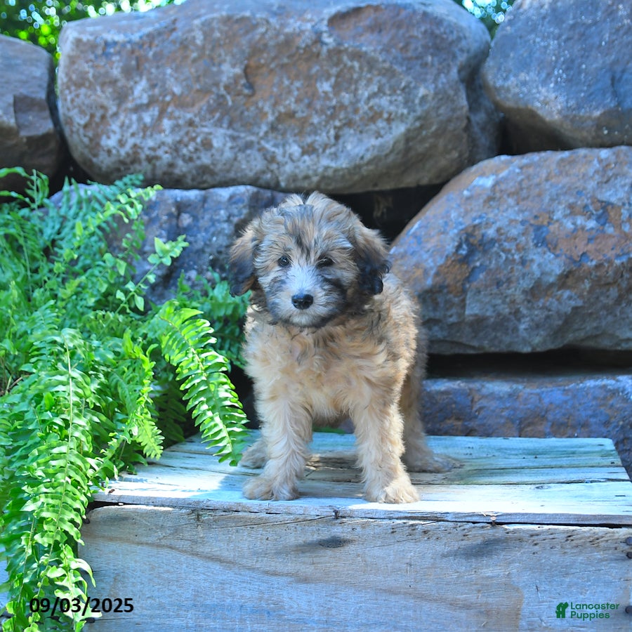 Mini Goldendoodle dogs Kassy - Ad 8