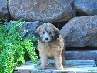 Mini Goldendoodle dogs Kassy - Ad 38