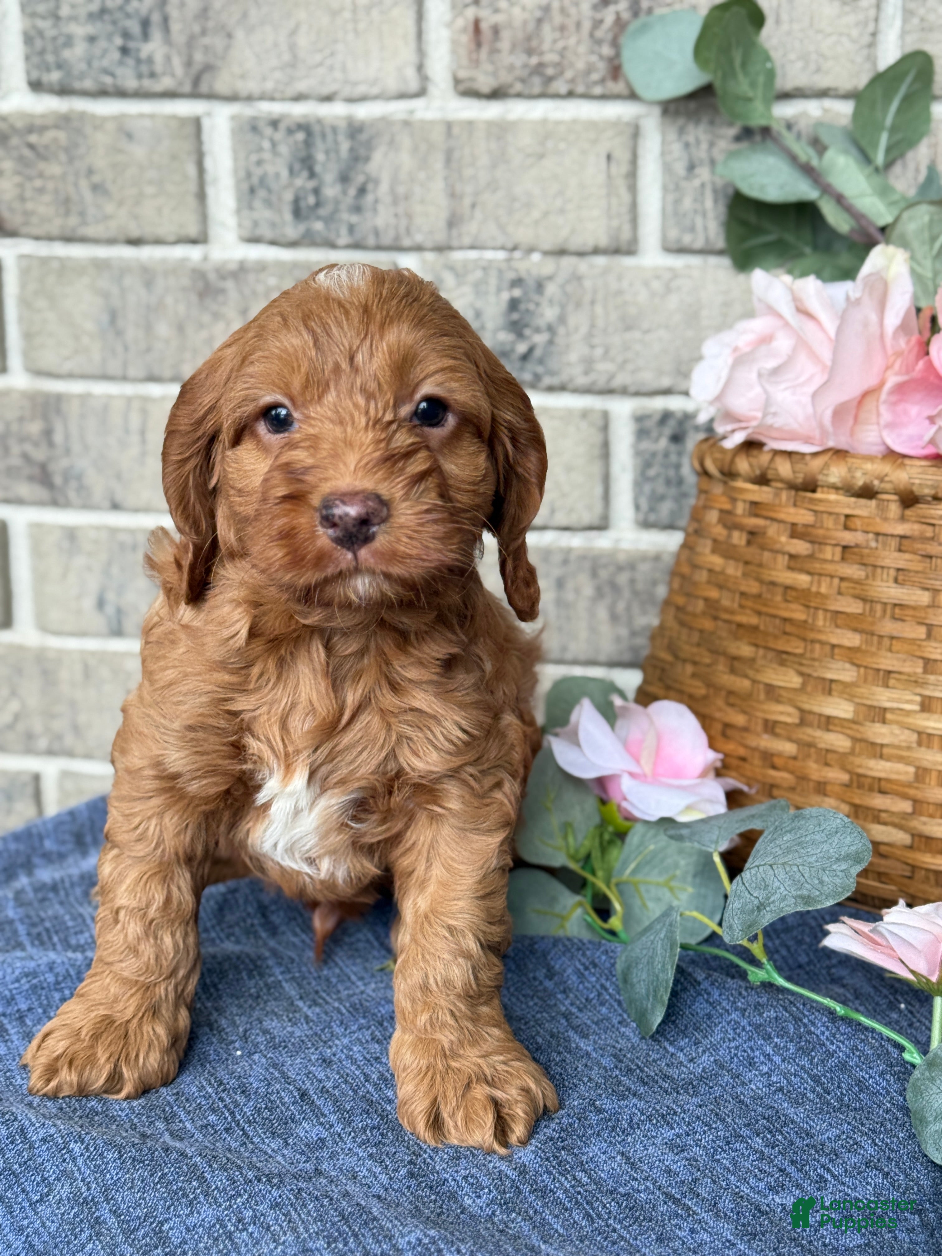 Cockapoo dogs Maverick - Ad 1