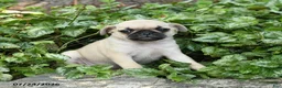 Pug dogs for sale: Donna - Ad 3