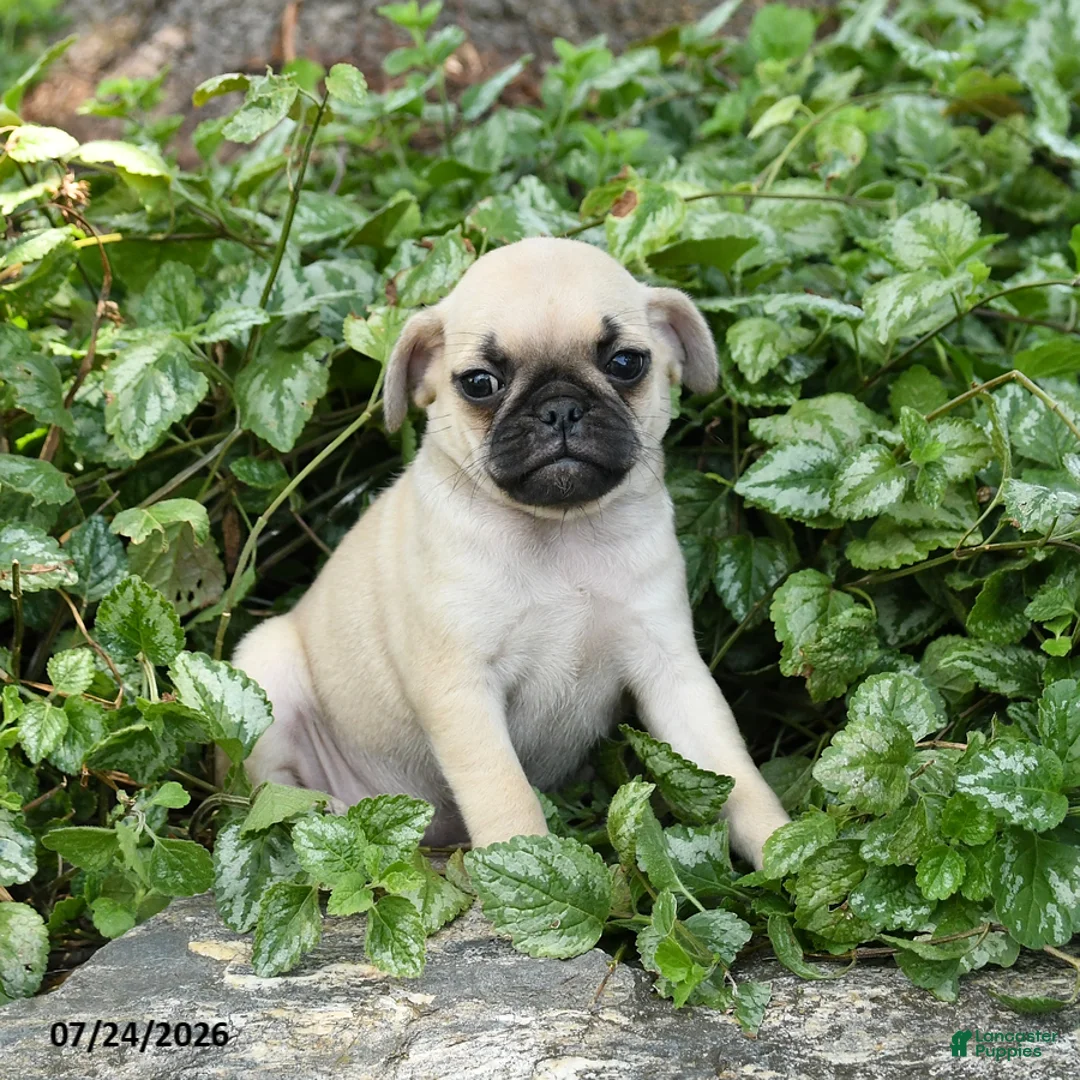 Pug dogs for sale: Donna - Ad 3