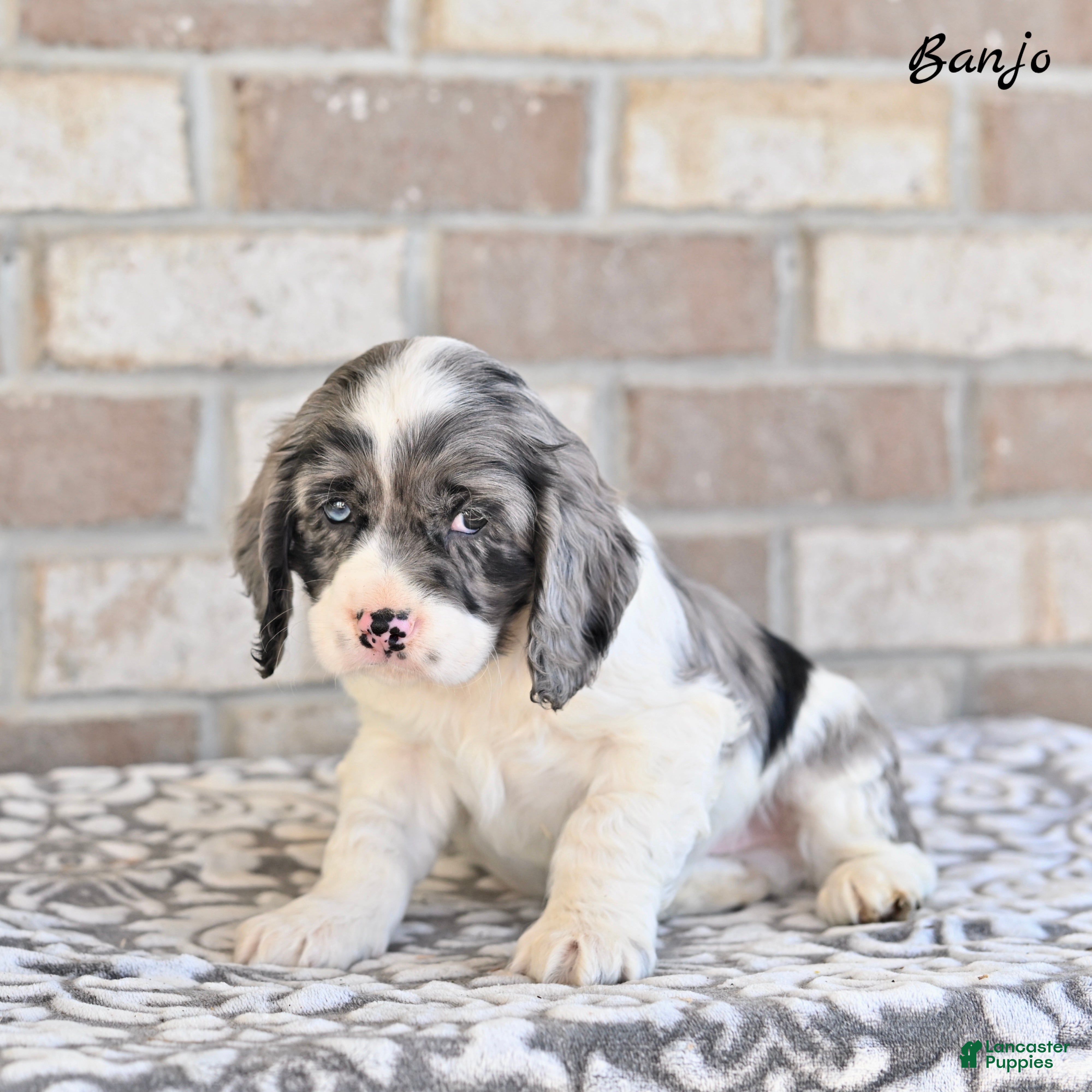 Cocker Spaniel dogs Banjo - Ad 1