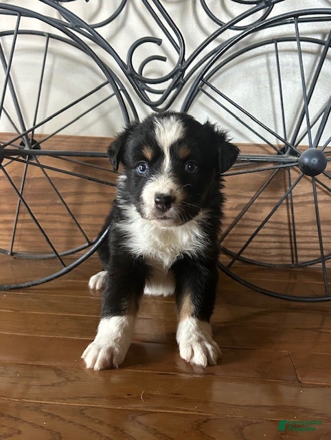 Miniature Australian Shepherd dogs Miniature Australian Shepherd Puppy 5 - Ad 42