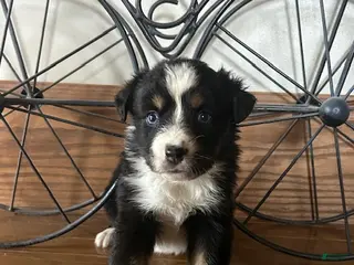 Miniature Australian Shepherd dogs Miniature Australian Shepherd Puppy 5 - Ad 42