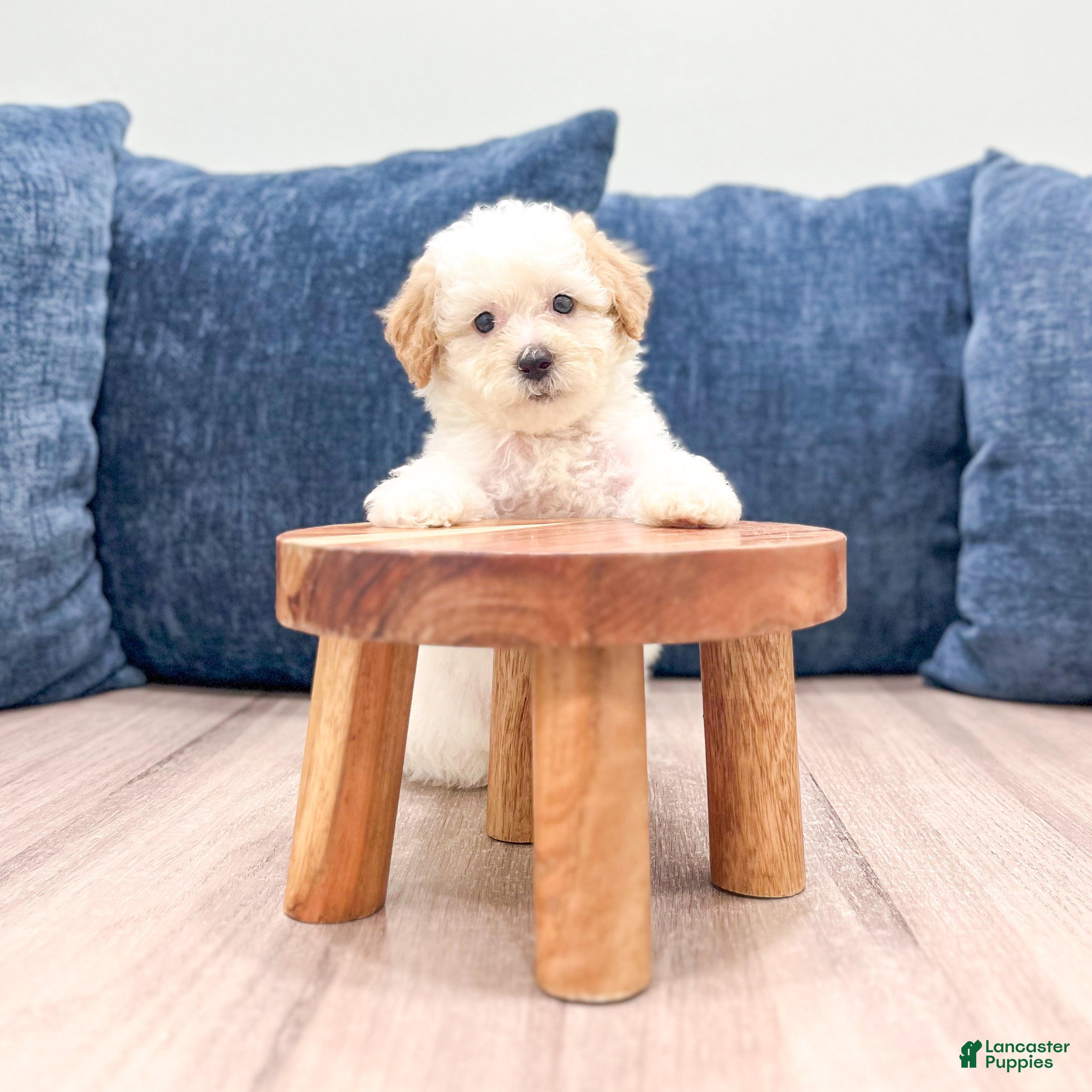 Toy Poodle dogs Brady - Ad 2