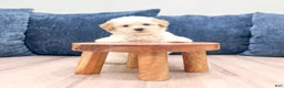Toy Poodle dogs for sale: Brady - Ad 2