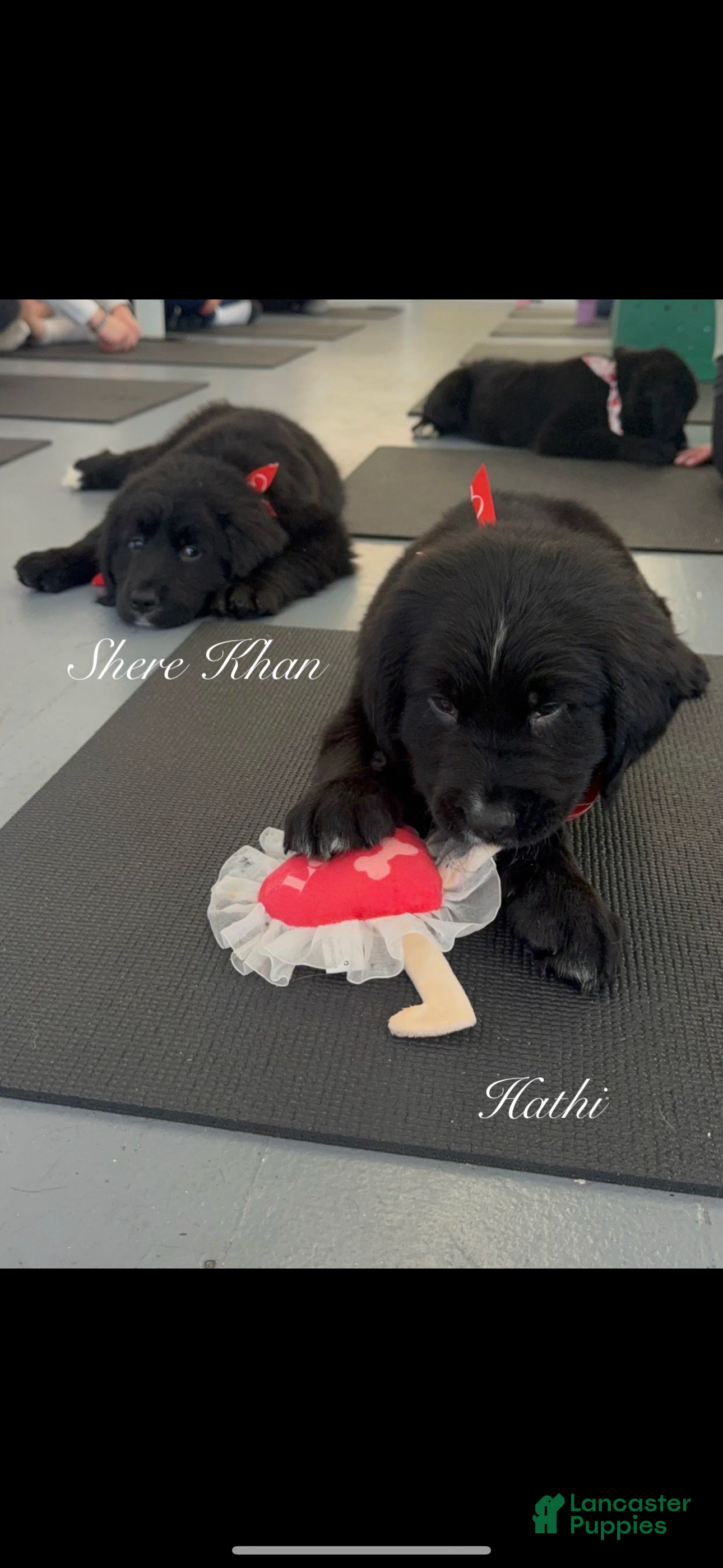 Mixed Breed dogs Hathi - Ad 2