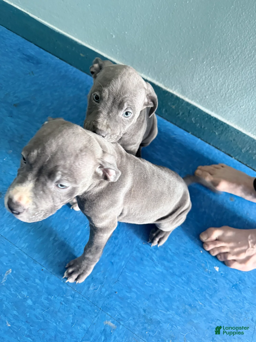 American Pit Bull Terrier dogs for sale: American Pit Bull Terrier Puppy 3 - Ad 2