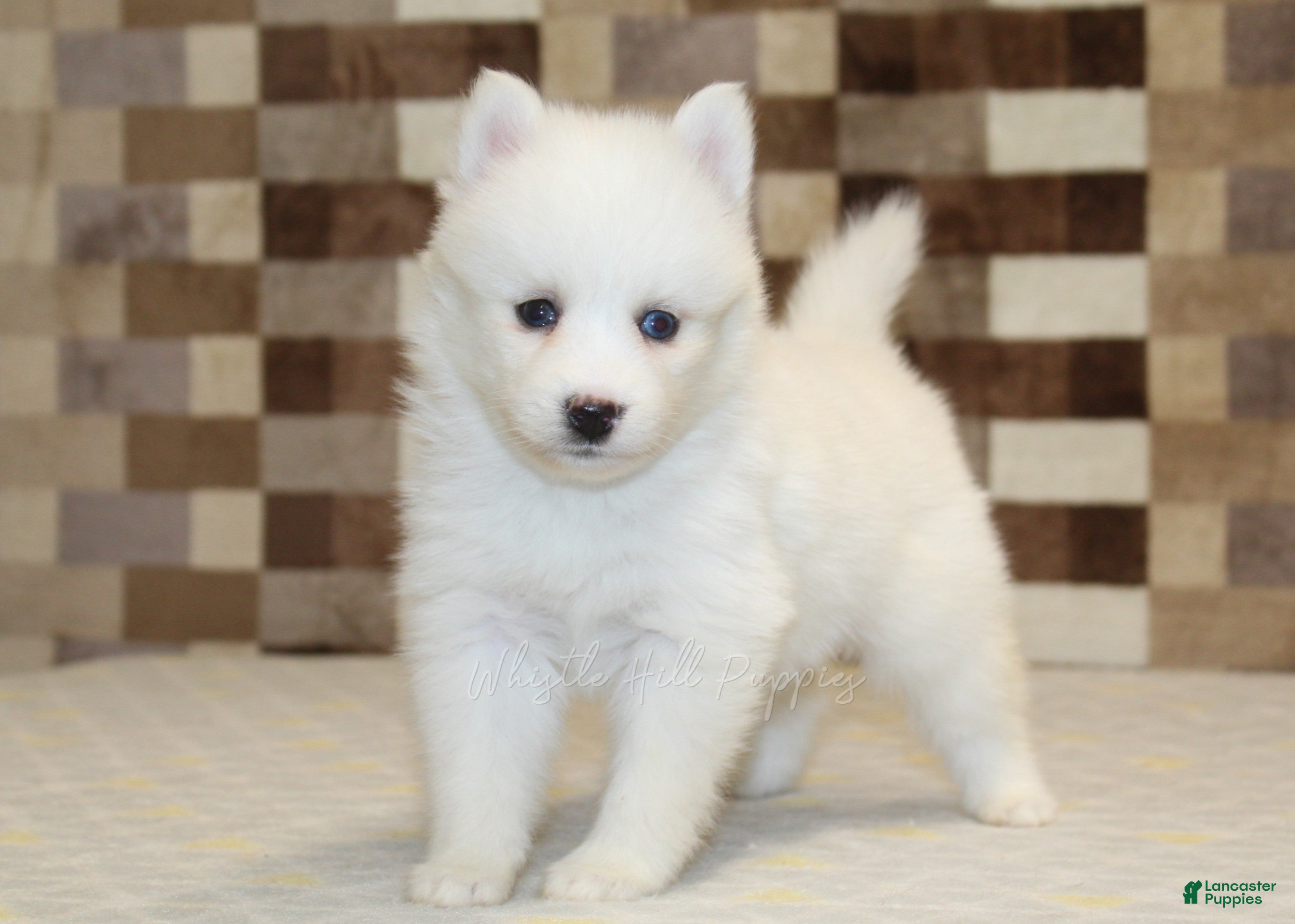 Pomsky dogs Jessie - Ad 2