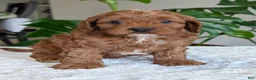 Cavapoo dogs for sale: Myles - Ad 15