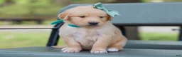 Golden Retriever dogs for sale: Ansel ACA Golden Retriever Pup - Ad 4