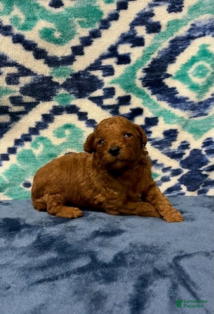 Toy Poodle dogs No Collar - Ad 27