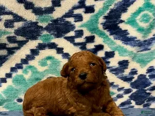 Toy Poodle dogs No Collar - Ad 27