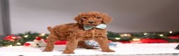 Standard Poodle dogs for sale: Charlie - Ad 2
