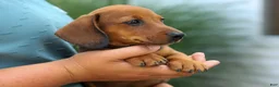 Miniature Dachshund dogs for sale: Snoopy💙 - Ad 6
