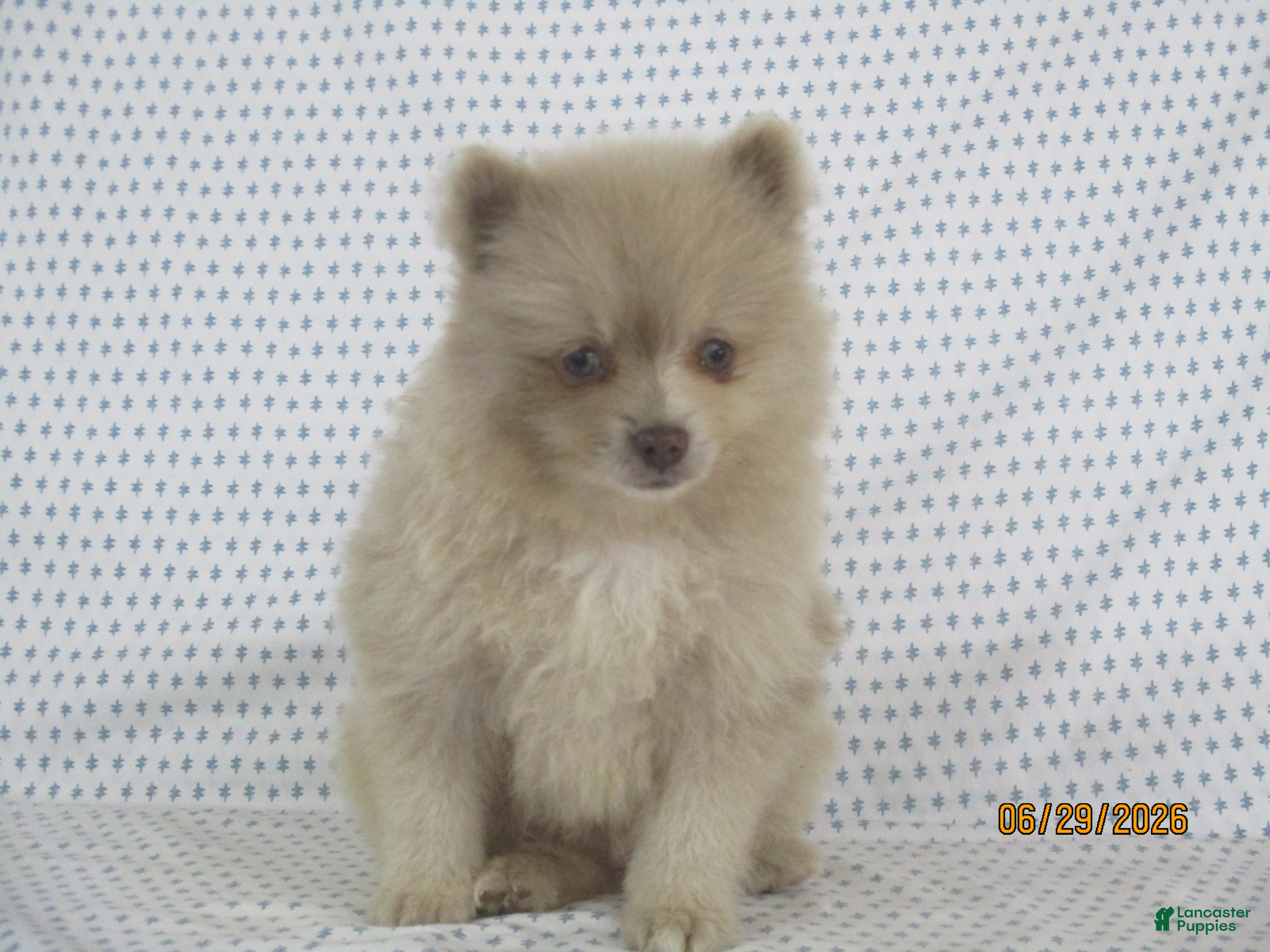 Pomeranian dogs Jinx - Ad 1
