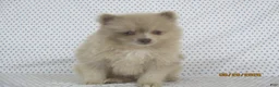 Pomeranian dogs for sale: Jinx - Ad 1