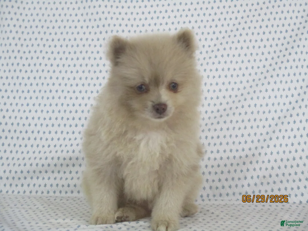 Pomeranian dogs for sale: Jinx - Ad 1
