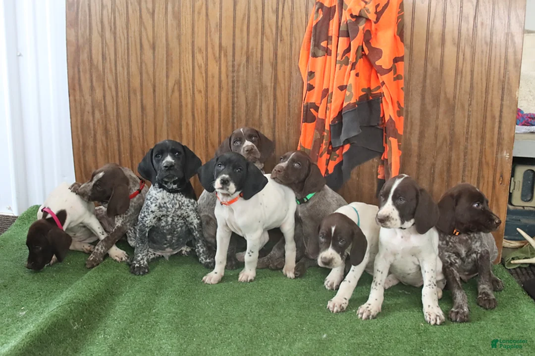 German Shorthaired Pointer dogs for sale: Token - Ad 2
