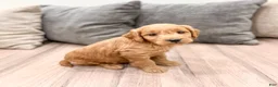 Mini Goldendoodle dogs for sale: Peppa - Ad 3