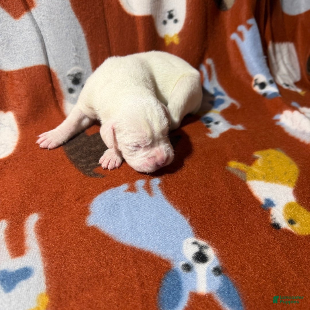 Boxer dogs for sale: Noel  - Ad 3