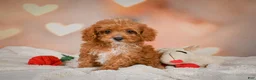 Cavapoo dogs for sale: Charles - Ad 8