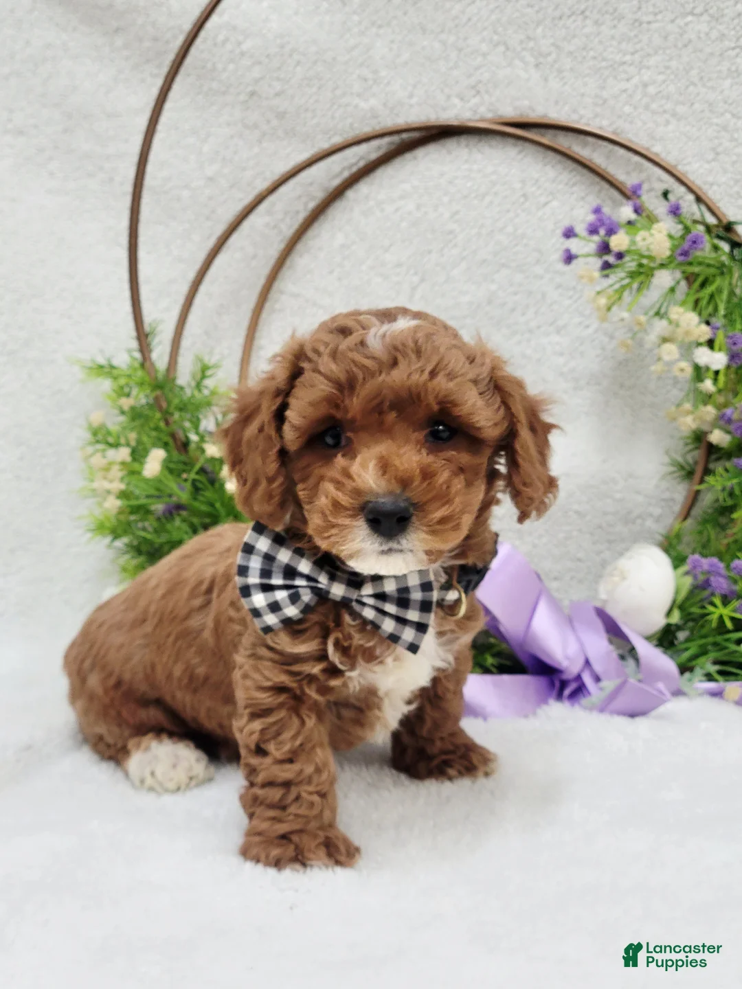 Maltipoo dogs for sale: Bentley  - Ad 7