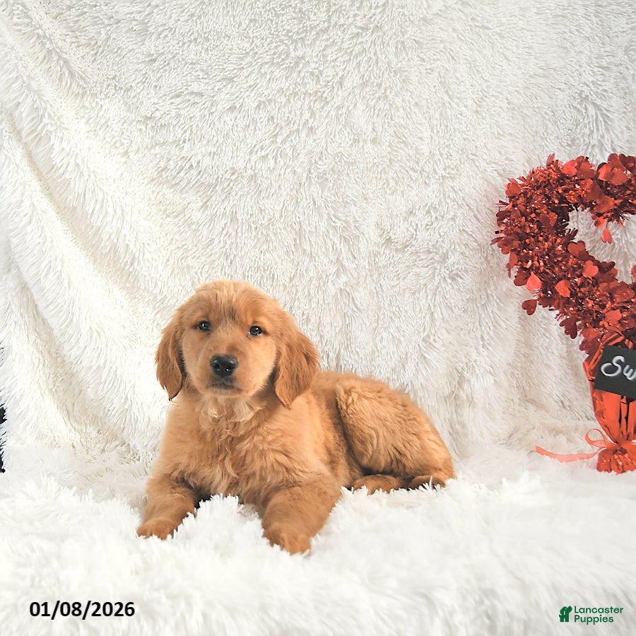 Golden Retriever dogs Sweetheart - Ad 26