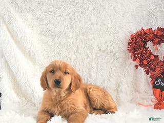 Golden Retriever dogs Sweetheart - Ad 27