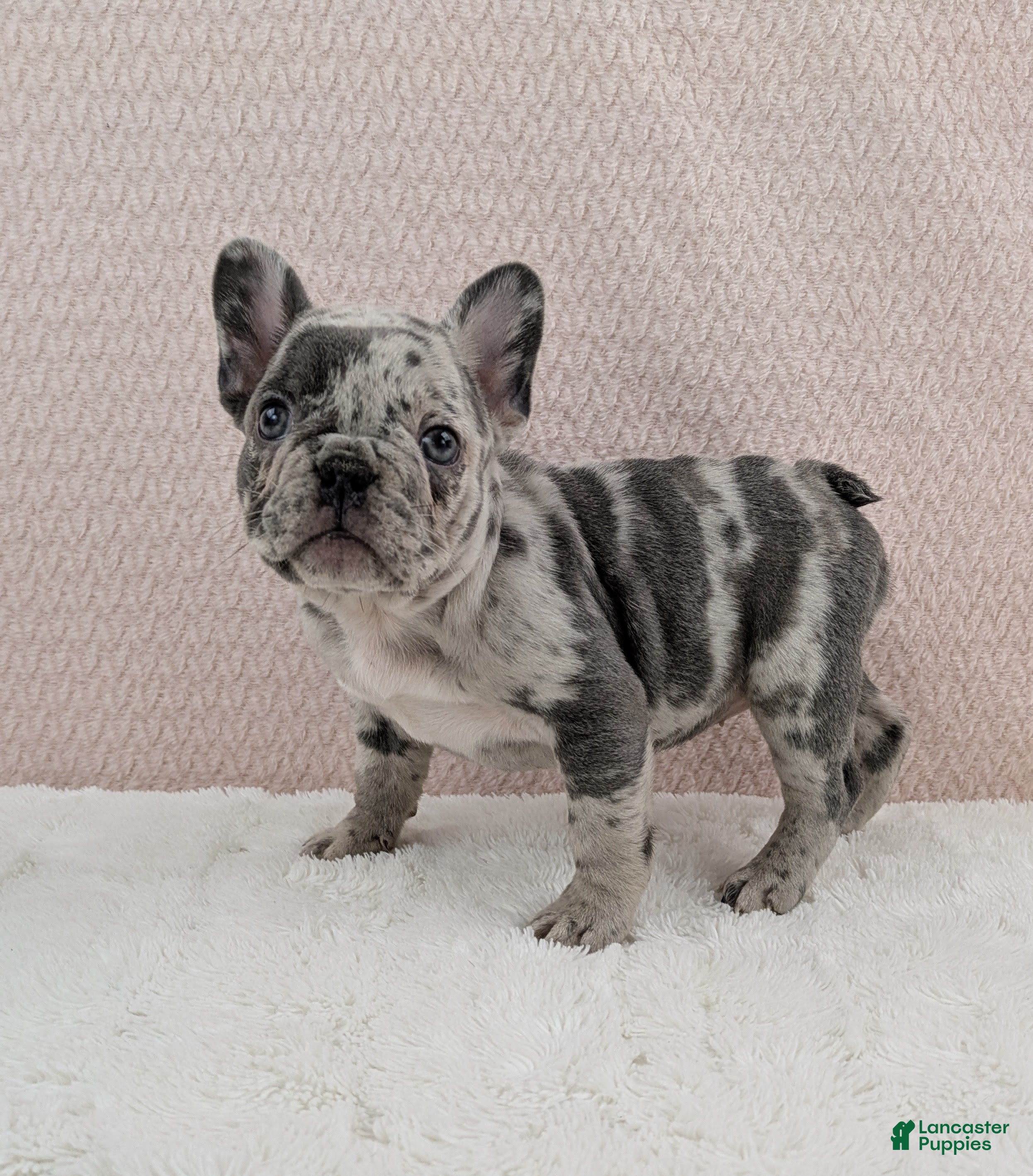 French Bulldog dogs Gracie - Ad 18