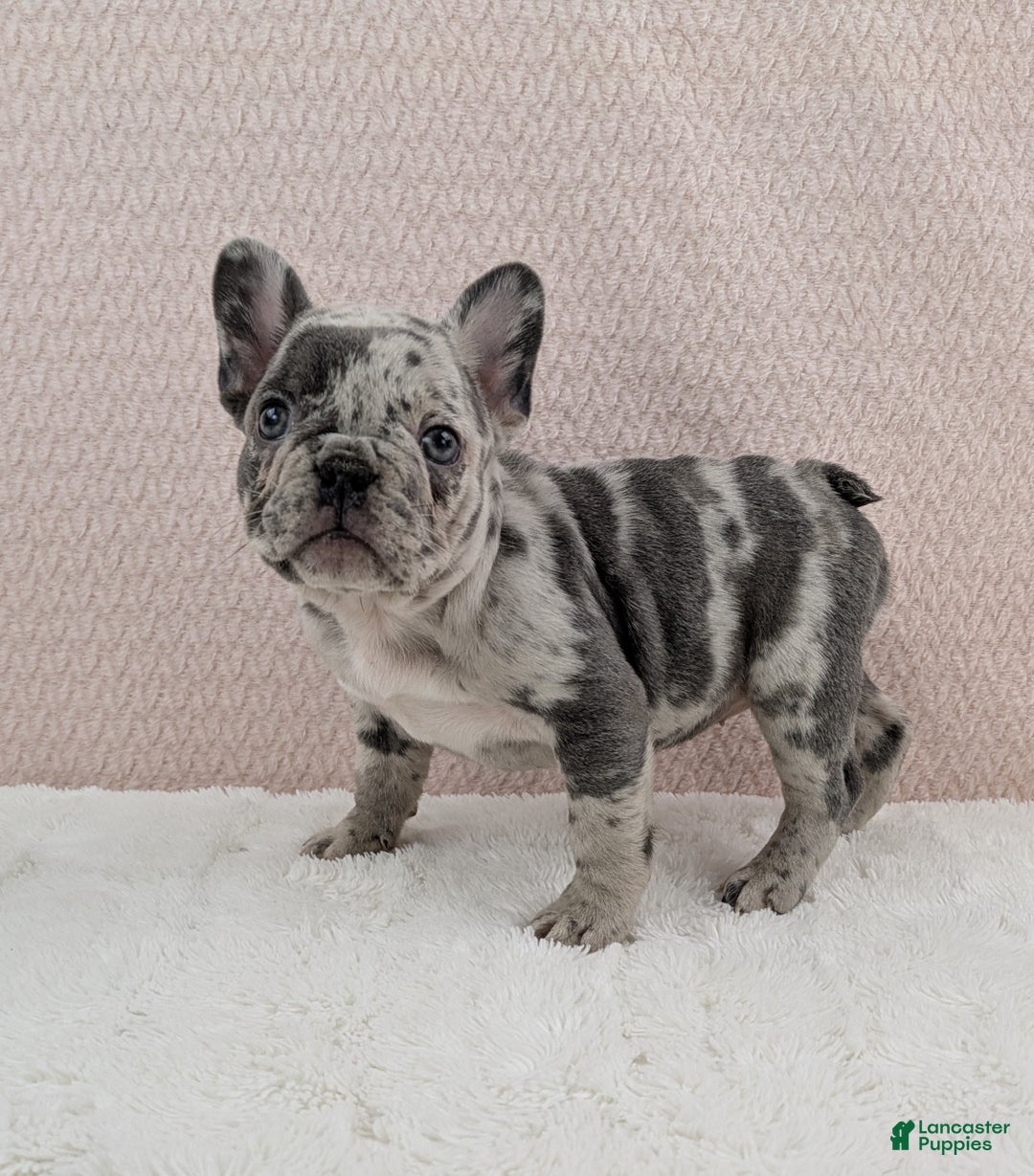 French Bulldog dogs for sale: Gracie - Ad 1