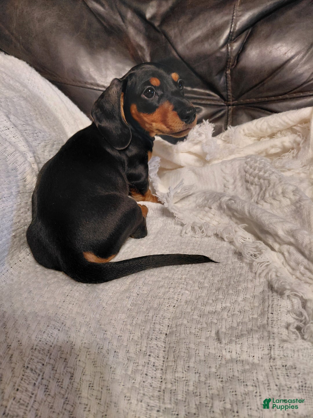 Miniature Dachshund dogs for sale: Leroy  - Ad 4